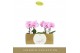 Phalaenopsis roze Singolo & Co - Mino - 2 bloem 