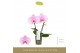 Phalaenopsis roze Singolo & Co - Mino - 2 bloem 