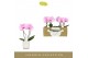 Phalaenopsis roze Singolo & Co - Mino - 2 bloem - Lazio White 