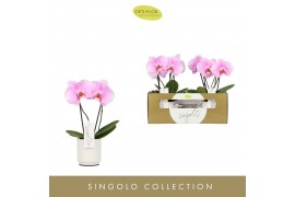 Phalaenopsis roze Singolo & Co - Mino - 2 bloem - Lazio White