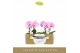 Phalaenopsis roze Singolo & Co - Mino - 2 bloem - Lazio White 