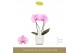 Phalaenopsis roze Singolo & Co - Mino - 2 bloem - Lazio White 