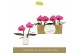 Phalaenopsis paars Singolo & Co - Hida - 2 bloem - Lazio White 