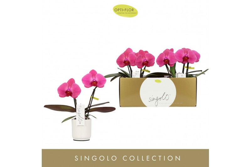 Phalaenopsis paars Singolo & Co - Hida - 2 bloem - Lazio White 