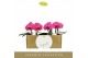 Phalaenopsis paars Singolo & Co - Hida - 2 bloem - Lazio White 