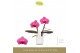 Phalaenopsis paars Singolo & Co - Hida - 2 bloem - Lazio White 