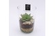 Arrangementen kamerplanten GRCR-2538 Green Essentials 1 pp 