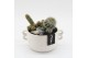 Arrangementen cactus CTCR-2545 Cactus Essentials 2 pp 