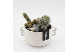 Arrangementen cactus CTCR-2545 Cactus Essentials 2 pp