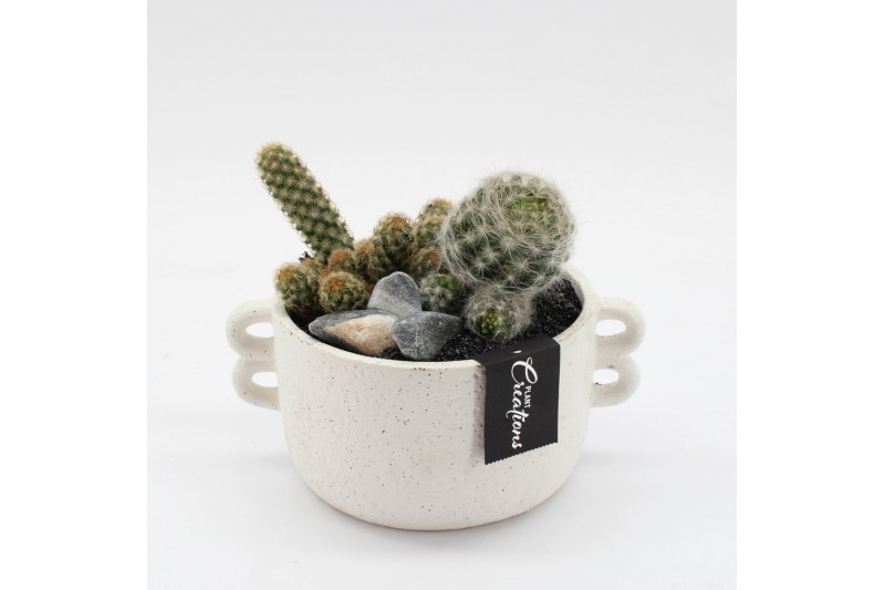 Arrangementen cactus CTCR-2545 Cactus Essentials 2 pp 