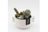 Arrangementen cactus CTCR-2545 Cactus Essentials 2 pp