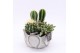 Arrangementen cactus CTCR-2522 Cactus Essentials 3 pp 