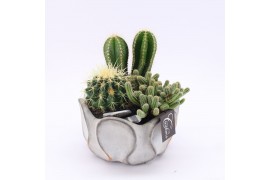 Arrangementen cactus CTCR-2522 Cactus Essentials 3 pp