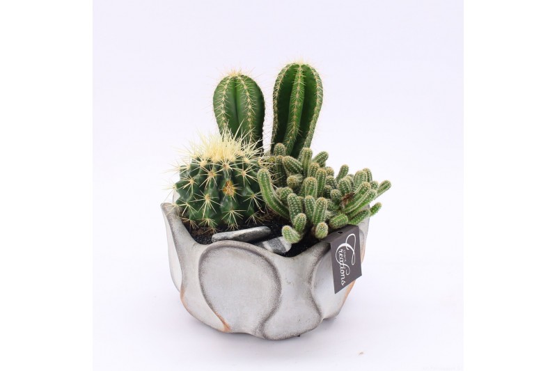 Arrangementen cactus CTCR-2522 Cactus Essentials 3 pp Arrangementen cactus CTCR-2522 Cactus Essentials 3 pp