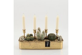 Arrangementen cactus CTCR-2550 Cactus Essentials 3 pp