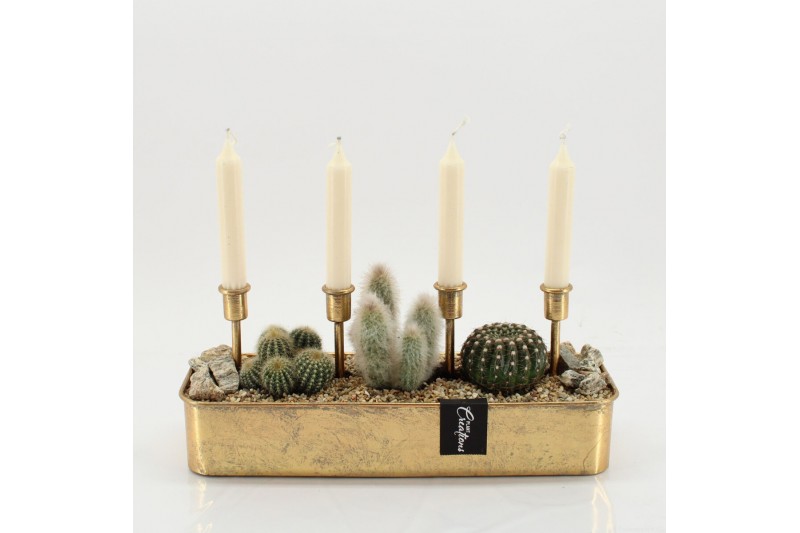 Arrangementen cactus CTCR-2550 Cactus Essentials 3 pp Arrangementen cactus CTCR-2550 Cactus Essentials 3 pp