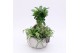 Arrangementen kamerplanten GRCR-2535 Green Essentials 3 pp 