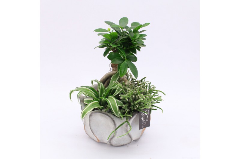 Arrangementen kamerplanten GRCR-2535 Green Essentials 3 pp Arrangementen kamerplanten GRCR-2535 Green Essentials 3 pp