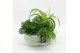 Arrangementen kamerplanten GRCR-2523 Green Essentials 3 pp 
