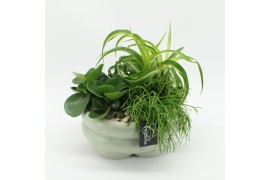 Arrangementen kamerplanten GRCR-2523 Green Essentials 3 pp
