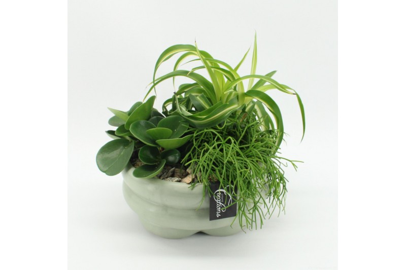 Arrangementen kamerplanten GRCR-2523 Green Essentials 3 pp 