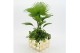Arrangementen kamerplanten GRCR-2574 Green Essentials 2 pp 
