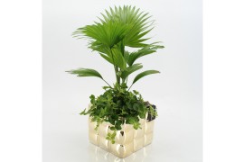 Arrangementen kamerplanten GRCR-2574 Green Essentials 2 pp
