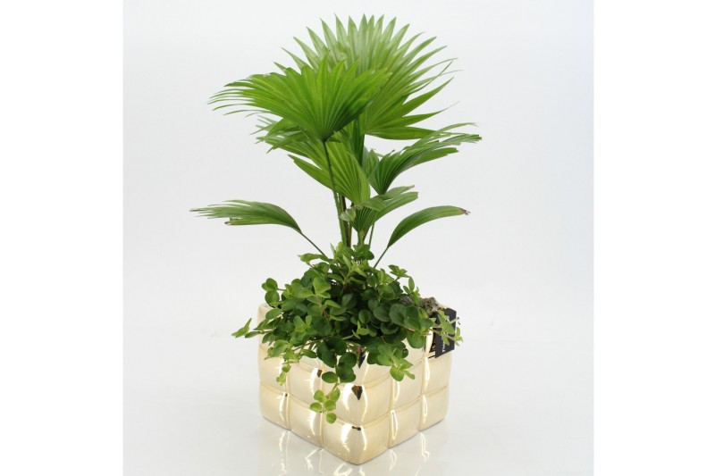 Arrangementen kamerplanten GRCR-2574 Green Essentials 2 pp Arrangementen kamerplanten GRCR-2574 Green Essentials 2 pp