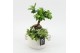 Arrangementen kamerplanten GRCR-2526 Green Essentials 3 pp 