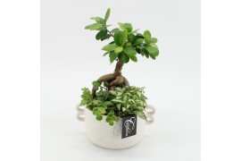 Arrangementen kamerplanten GRCR-2526 Green Essentials 3 pp