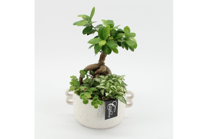 Arrangementen kamerplanten GRCR-2526 Green Essentials 3 pp Arrangementen kamerplanten GRCR-2526 Green Essentials 3 pp