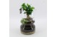 Arrangementen kamerplanten GRCR-2551 Green Essentials 1 pp 