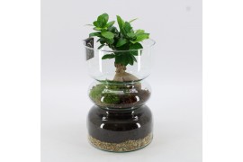 Arrangementen kamerplanten GRCR-2551 Green Essentials 1 pp