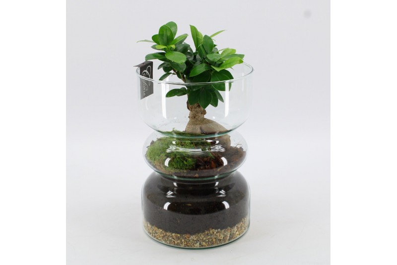 Arrangementen kamerplanten GRCR-2551 Green Essentials 1 pp Arrangementen kamerplanten GRCR-2551 Green Essentials 1 pp