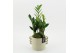Arrangementen kamerplanten GRCR-2562 Green Essentials 2 pp 