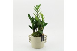 Arrangementen kamerplanten GRCR-2562 Green Essentials 2 pp