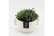 Arrangementen kamerplanten GRCR-2561 Green Essentials 3 pp 