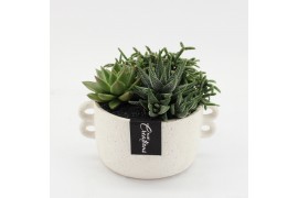 Arrangementen kamerplanten GRCR-2561 Green Essentials 3 pp