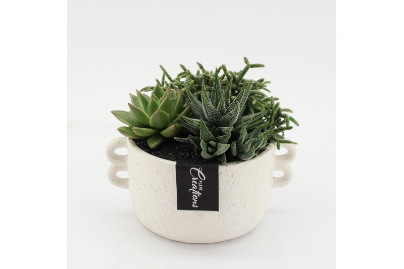Arrangementen kamerplanten GRCR-2561 Green Essentials 3 pp 