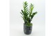 Arrangementen kamerplanten GRCR-2576 Green Essentials 2 pp 