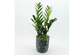Arrangementen kamerplanten GRCR-2576 Green Essentials 2 pp