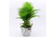 Arrangementen kamerplanten GRCR-2536 Green Essentials 2 pp 