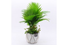 Arrangementen kamerplanten GRCR-2536 Green Essentials 2 pp