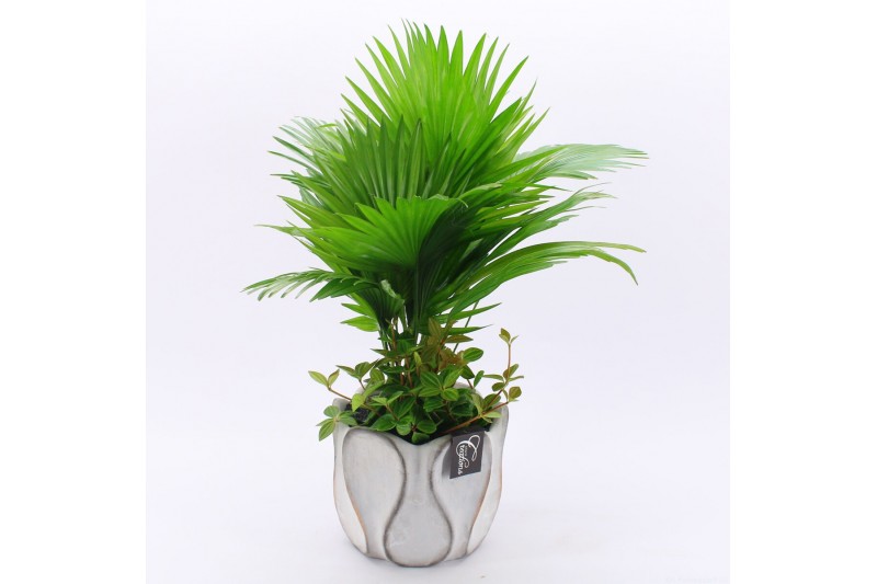 Arrangementen kamerplanten GRCR-2536 Green Essentials 2 pp Arrangementen kamerplanten GRCR-2536 Green Essentials 2 pp