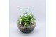Arrangementen kamerplanten GRCR-2553 Green Essentials Terrarium 3 pp 