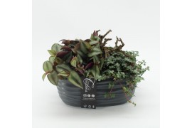 Arrangementen kamerplanten GRCR-2575 Green Essentials 2 pp