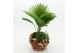 Arrangementen kamerplanten GRCR-2567 Green Essentials 2 pp 