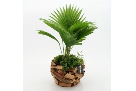 Arrangementen kamerplanten GRCR-2567 Green Essentials 2 pp