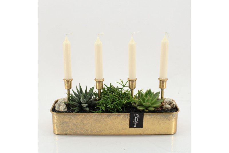 Arrangementen kamerplanten GRCR-2572 Green Essentials 3 pp 