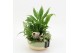 Arrangementen kamerplanten GRCR-2566 Green Essentials 3 pp 
